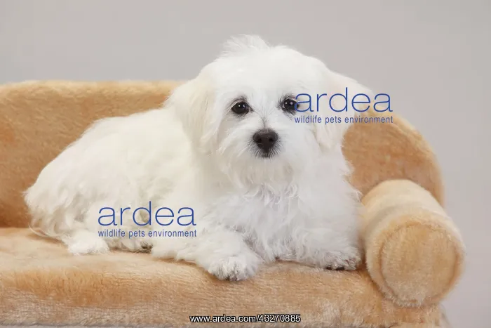: Maltese, puppy, 14 weeks, lying on dog sofa, white : Maltese, puppy, 14 weeks, lying on dog sofa, white