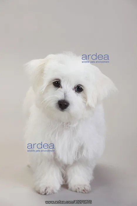 : Maltese, puppy, 14 weeks, white background : Maltese, puppy, 14 weeks, white background