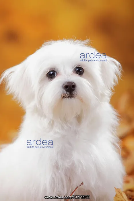 : Maltese, puppy, 6 months, animal portrait, autumnal : Maltese, puppy, 6 months, animal portrait, autumnal