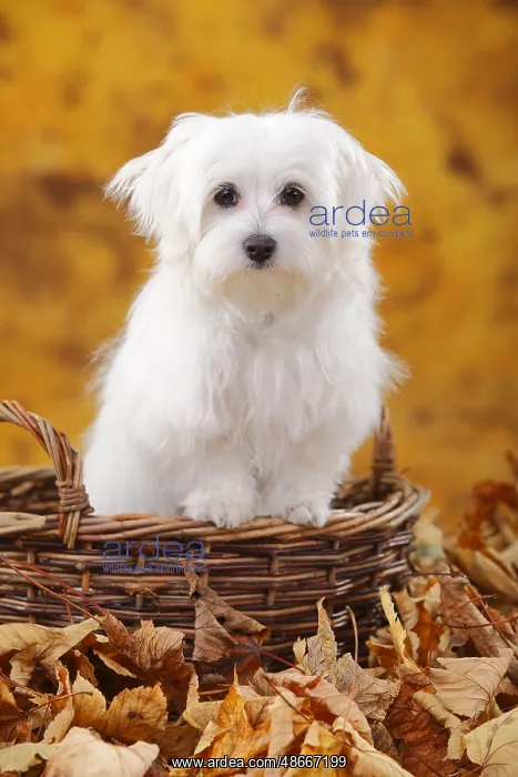 : Maltese, puppy, 6 months, autumn leaves, basket : Maltese, puppy, 6 months, autumn leaves, basket