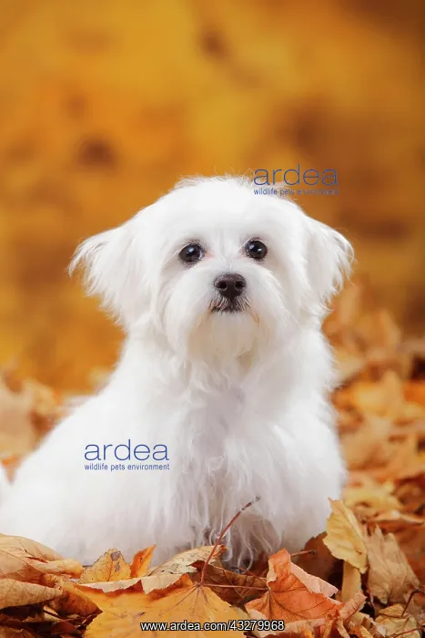 : Maltese, puppy, 6 months, sitting in autumn leaves : Maltese, puppy, 6 months, sitting in autumn leaves