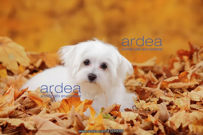 : Maltese, puppy, 6 months, sitting in autumn leaves : Maltese, puppy, 6 months, sitting in autumn leaves