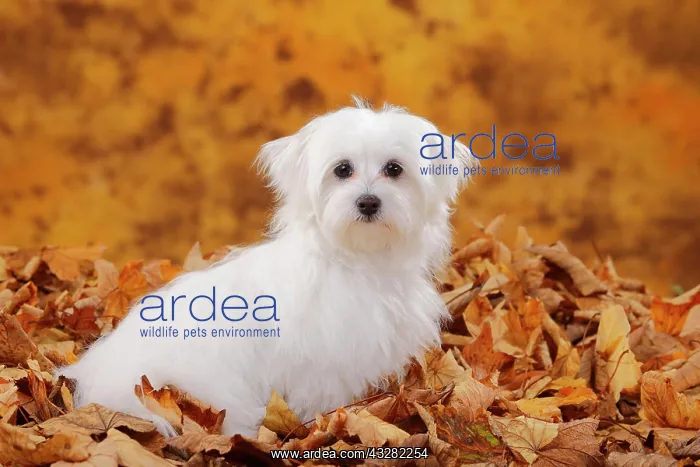 : Maltese, puppy, 6 months, sitting in autumn leaves : Maltese, puppy, 6 months, sitting in autumn leaves