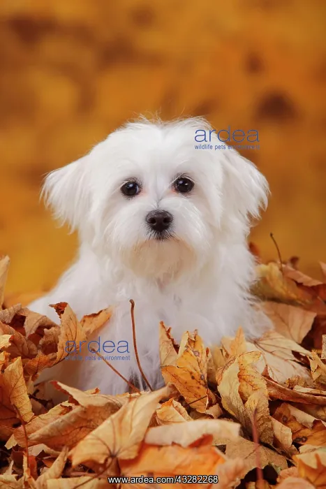 : Maltese, puppy, 6 months, sitting in autumn leaves : Maltese, puppy, 6 months, sitting in autumn leaves