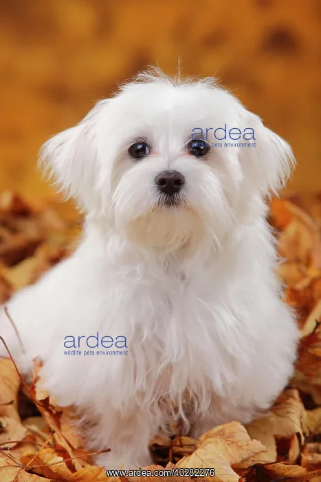 : Maltese, puppy, 6 months, sitting in autumn leaves : Maltese, puppy, 6 months, sitting in autumn leaves
