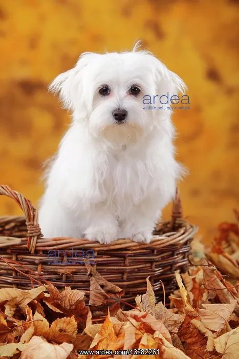 : Maltese, puppy in basket in autumn leaves, 6 months : Maltese, puppy in basket in autumn leaves, 6 months