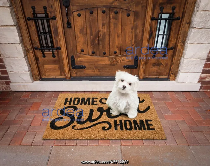 : Maltese puppy sitting home sweet home welcome mat : Maltese puppy sitting home sweet home welcome mat