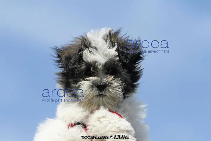 : Maltese-Shi Tzu hybrid, portrait Malteser-Shi Tzu : Maltese-Shi Tzu hybrid, portrait Malteser-Shi Tzu
