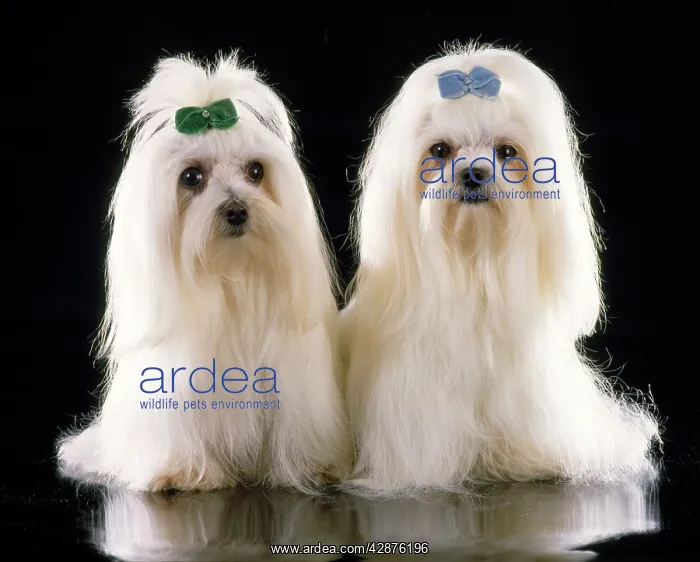 : Maltese Terrier Dog : Maltese Terrier Dog