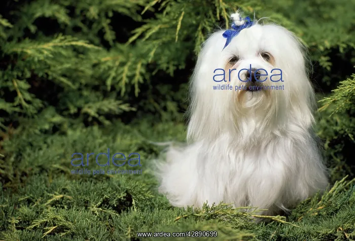 : Maltese Terrier Dog : Maltese Terrier Dog