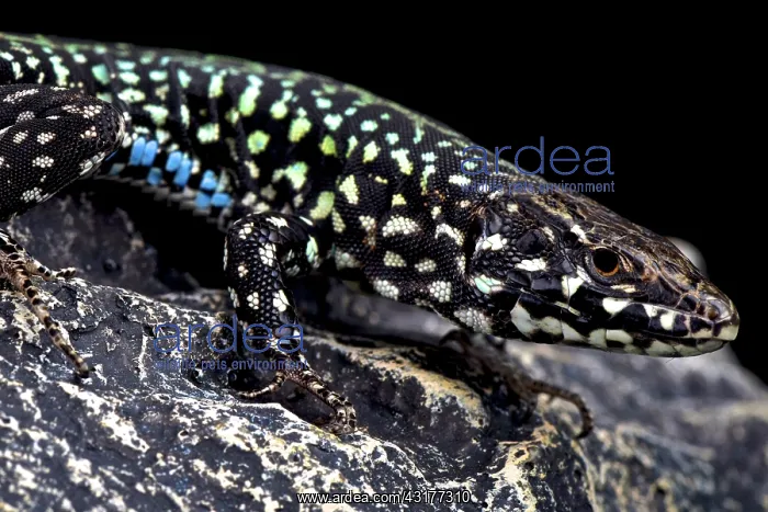 : Maltese wall lizard (Podarcis filfolensis laurentiimuelleri) : Maltese wall lizard (Podarcis filfolensis laurentiimuelleri)