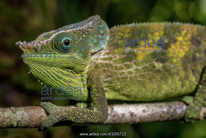  : Malthes elephant-eared chameleon (Calumma cf. malthe)