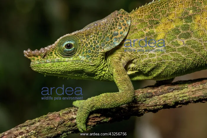 : Malthes elephant-eared chameleon (Calumma cf. malthe) : Malthes elephant-eared chameleon (Calumma cf. malthe)