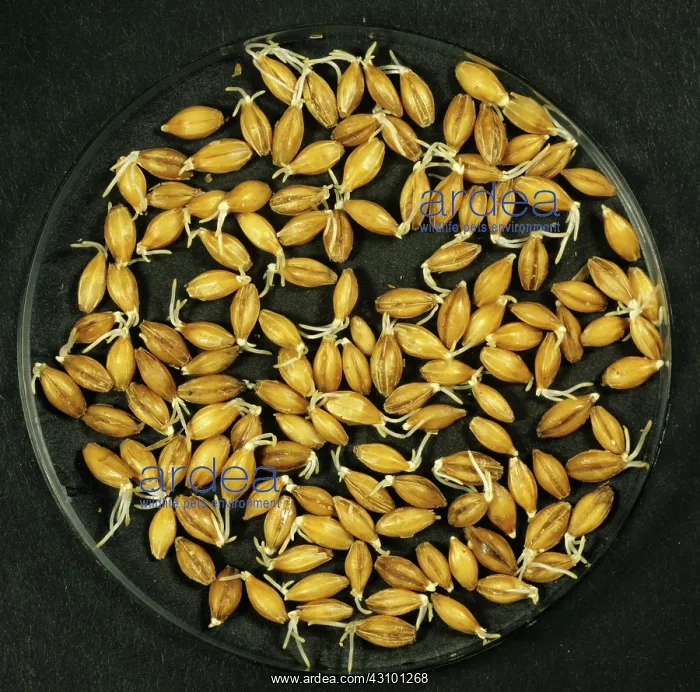 : Malting Barley : Malting Barley
