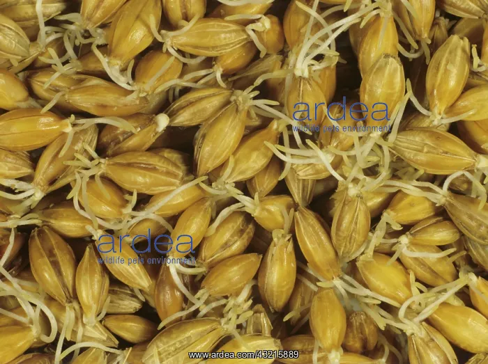 : Malting barley seed germination : Malting barley seed germination