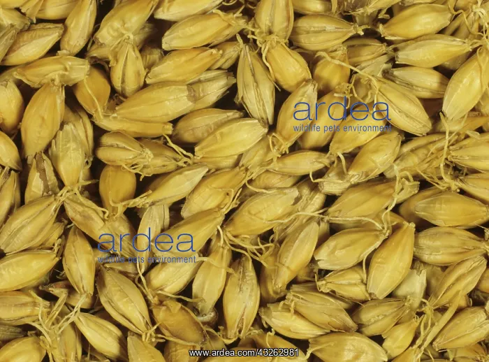 : Malting process: Barley grain after kilning : Malting process: Barley grain after kilning
