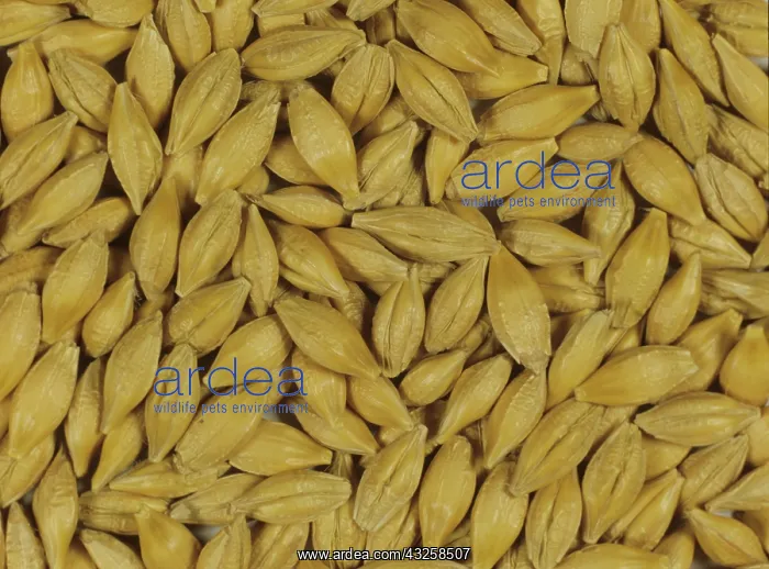 : Malting process: Barley seeds : Malting process: Barley seeds