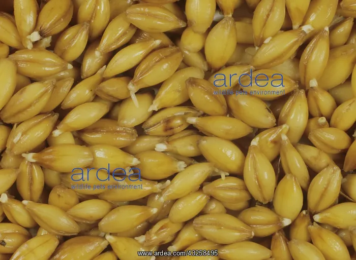: Malting process: Barley seeds beginning to chit : Malting process: Barley seeds beginning to chit