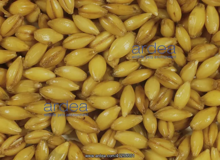 : Malting process: Barley seeds steeping : Malting process: Barley seeds steeping