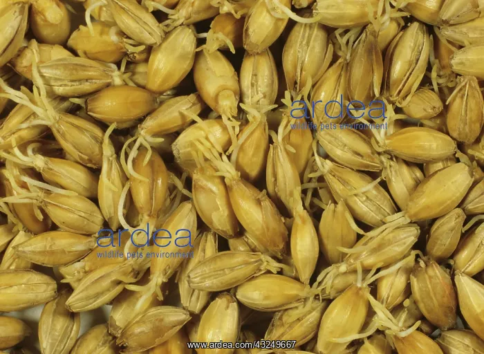 : Malting process: germinated Barley seeds drying : Malting process: germinated Barley seeds drying
