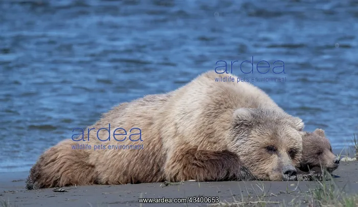 : Mama and cub rest in the sun near the shores of : Mama and cub rest in the sun near the shores of