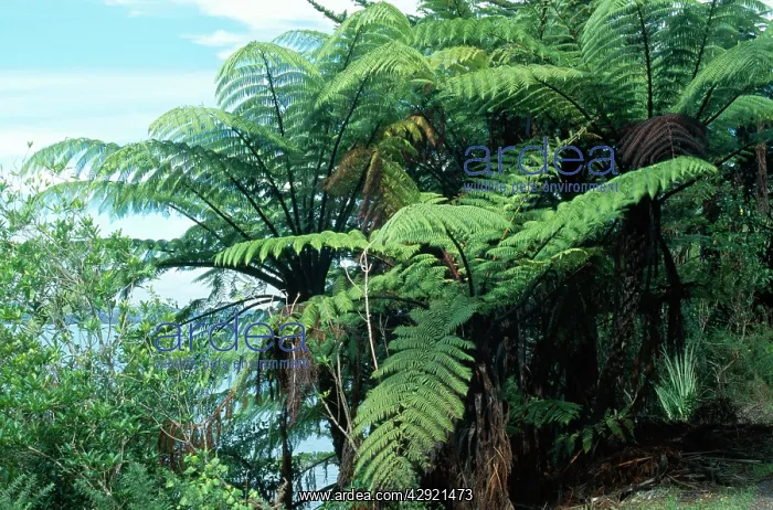 : Mamaku Tree Fern : Mamaku Tree Fern