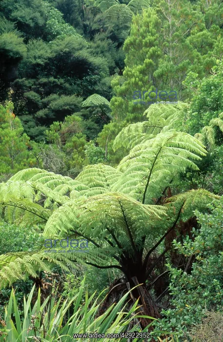 : Mamaku Tree Fern - pith boiled for food by Maori people : Mamaku Tree Fern - pith boiled for food by Maori people