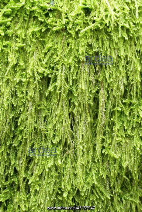 : Mamillate plait-moss - Hypnum andoi - Hypnaceae : Mamillate plait-moss - Hypnum andoi - Hypnaceae