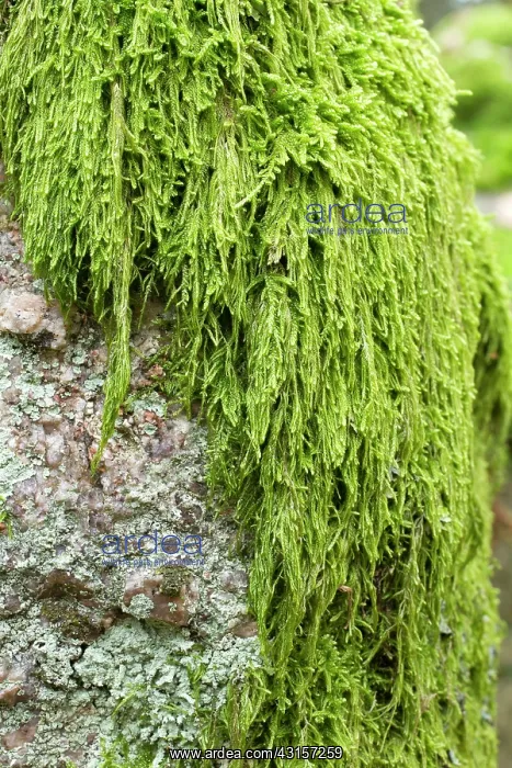 : Mamillate plait-moss - Hypnum andoi - Hypnaceae : Mamillate plait-moss - Hypnum andoi - Hypnaceae
