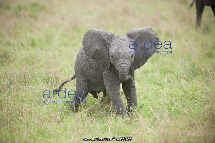 : Mammal. Afrian Elephant calf, Masai mara, kenya : Mammal. Afrian Elephant calf, Masai mara, kenya