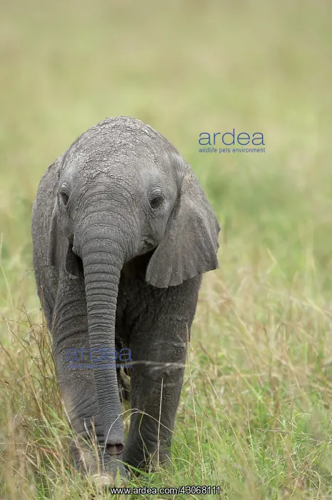 : Mammal. Afrian Elephant calf, Masai mara, kenya : Mammal. Afrian Elephant calf, Masai mara, kenya