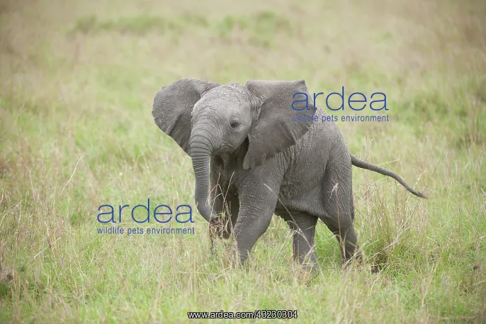 : Mammal. Afrian Elephant calf, Masai mara, kenya : Mammal. Afrian Elephant calf, Masai mara, kenya