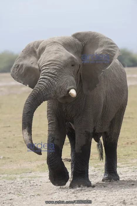  : Mammal. African Elephant, Amboseli, Kenya