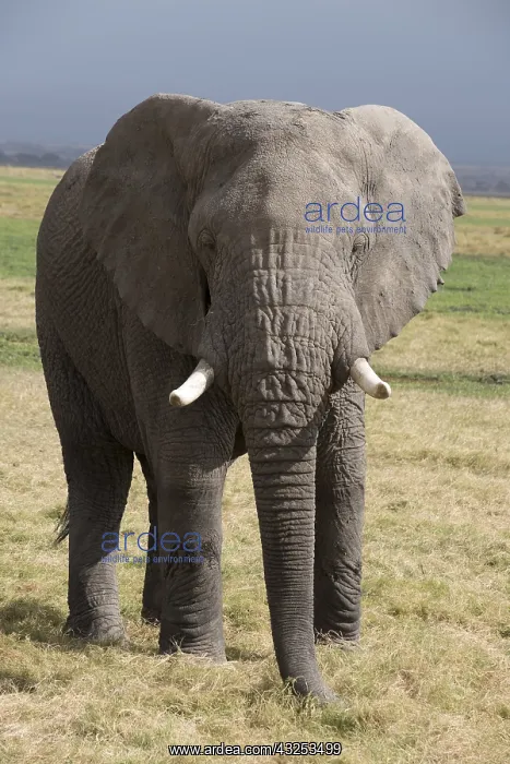  : Mammal. African Elephant, Amboseli, Kenya