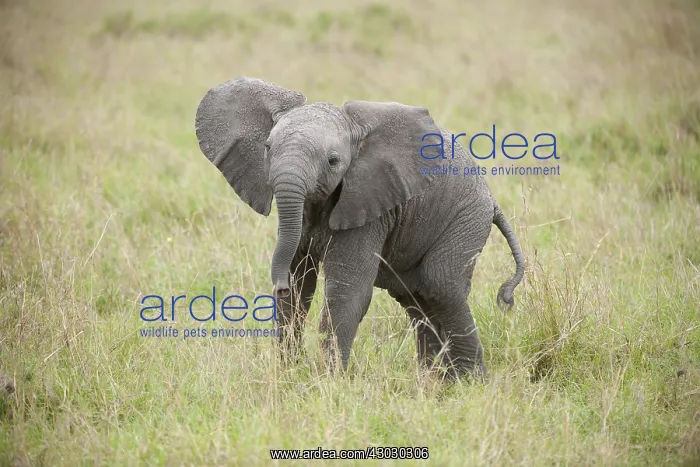  : Mammal. African Elephant, Massi mara, Kenya