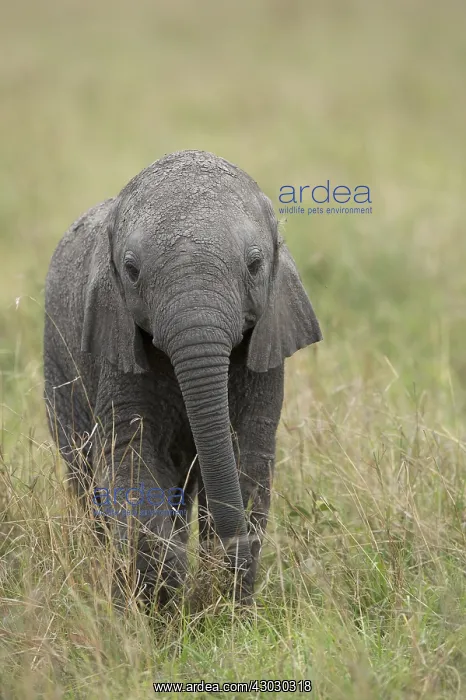  : Mammal. African Elephant, Massi mara, Kenya