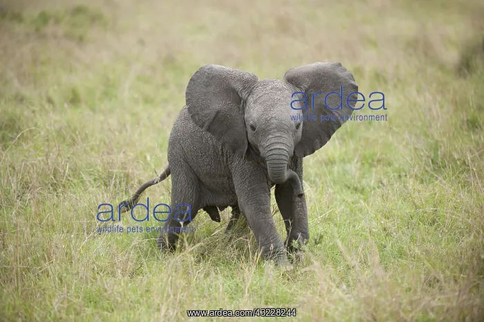  : Mammal. African Elephant, Massi mara, Kenya