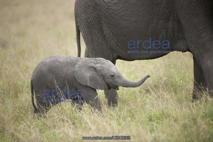  : Mammal. African Elephant, Massi mara, Kenya
