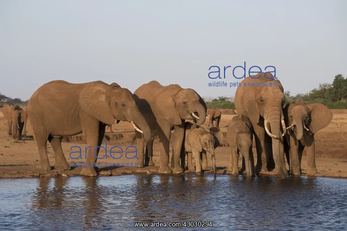 : Mammal. African Elephant, Tsavo, Kenya : Mammal. African Elephant, Tsavo, Kenya