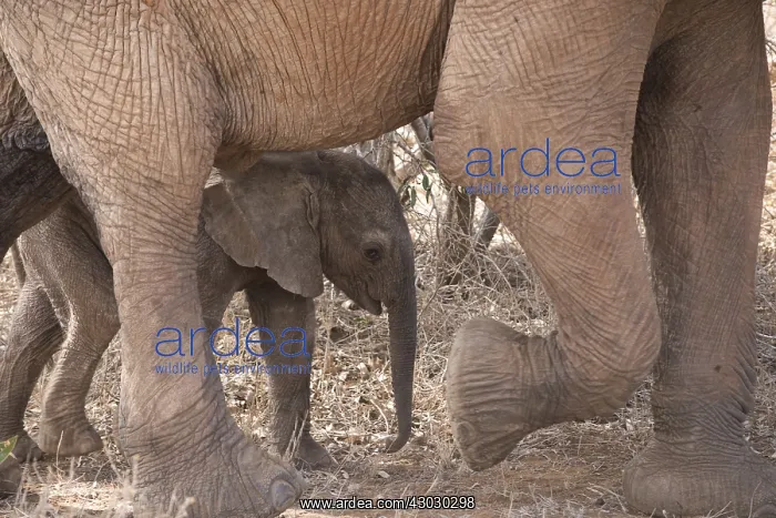  : Mammal. African Elephant, Tsavo, Kenya