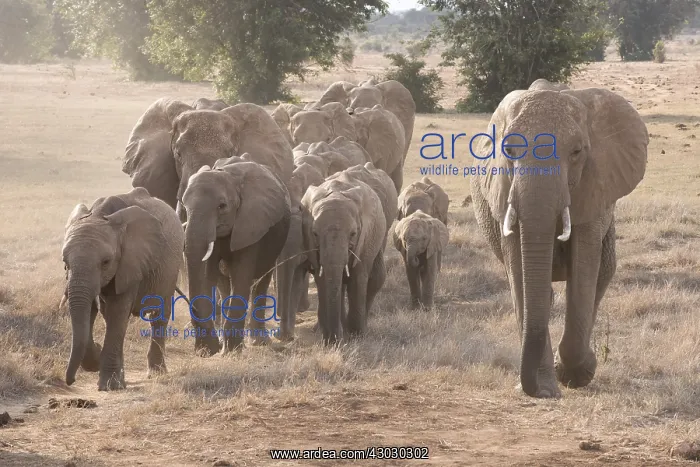  : Mammal. African Elephant, Tsavo, Kenya