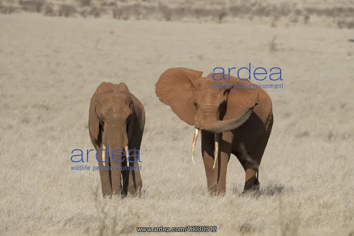  : Mammal. African Elephant, Tsavo, Kenya