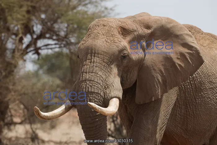  : Mammal. African Elephant, Tsavo, Kenya