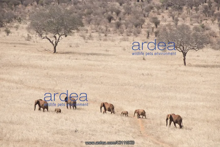  : Mammal. African Elephant, Tsavo, Kenya