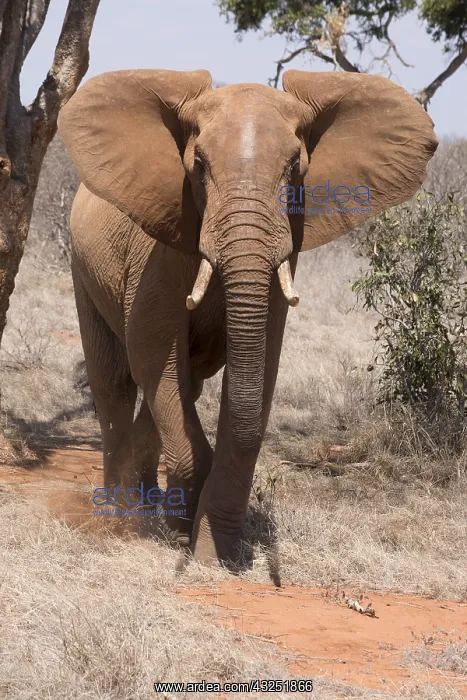  : Mammal. African Elephant, Tsavo, Kenya
