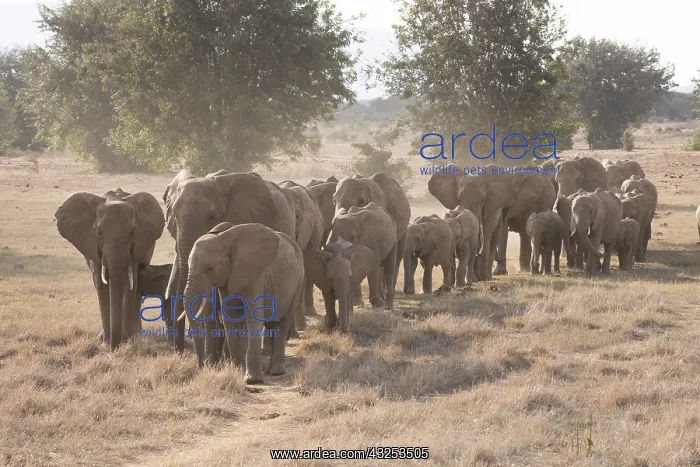  : Mammal. African Elephant, Tsavo, Kenya