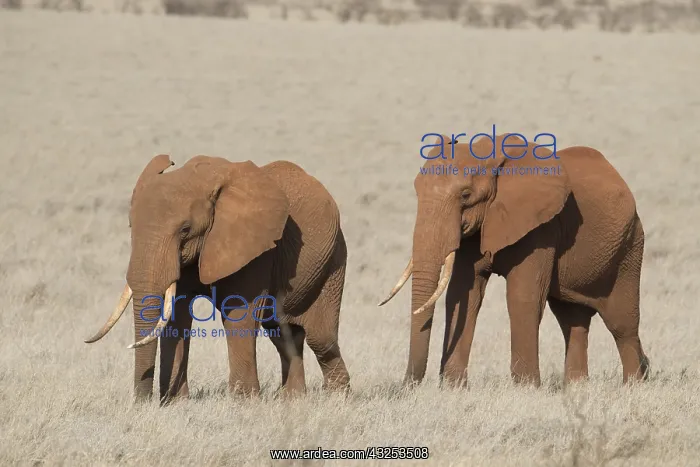  : Mammal. African Elephant, Tsavo, Kenya