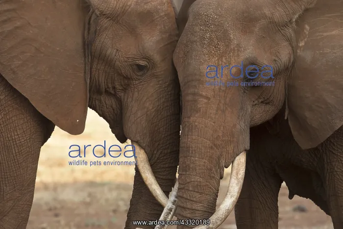 : Mammal. African Elephant, Tsavo, Kenya : Mammal. African Elephant, Tsavo, Kenya