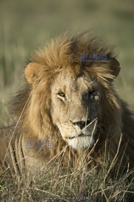 : Mammal. African Lion, ( Male ) Masai mara, Kenya : Mammal. African Lion, ( Male ) Masai mara, Kenya
