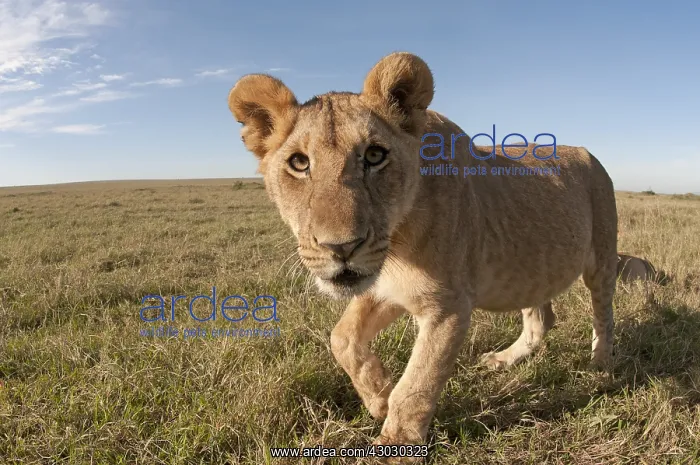  : Mammal. African Lion, Masai mara, Kenya